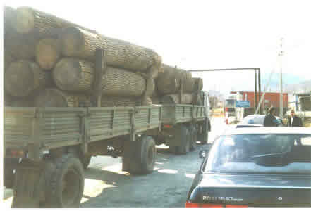 timber truck